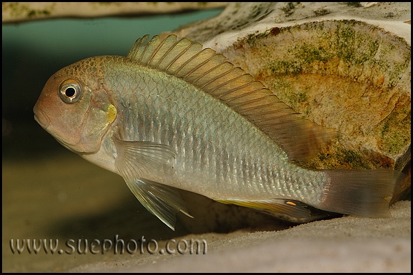 Pseudosimochromis curvifrons 'Isanga Bay'
